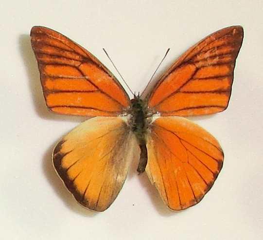 Appias nero figulina Gynandromorph cameron highlands Malaysia (Internet Image property of respective owner, non-commercial use only)